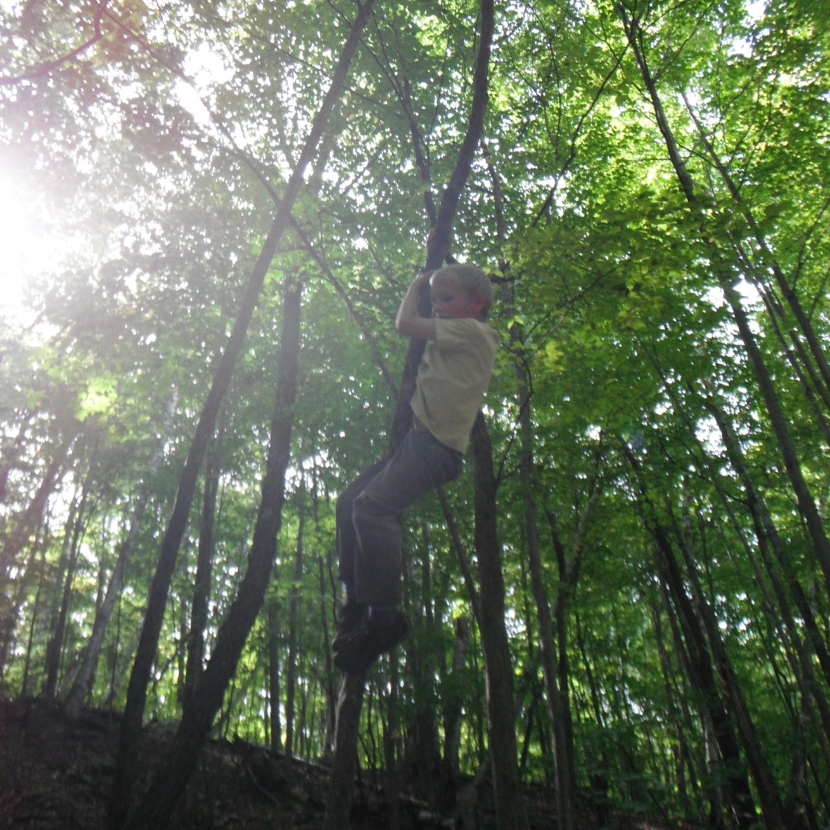 Flying Deer Nature Center Homeschool | Boy Climbing Tree