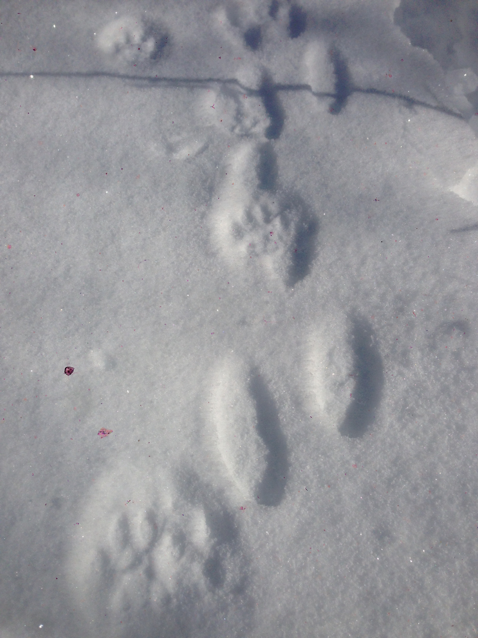 Tracks in the snow - Flying Deer Nature Center